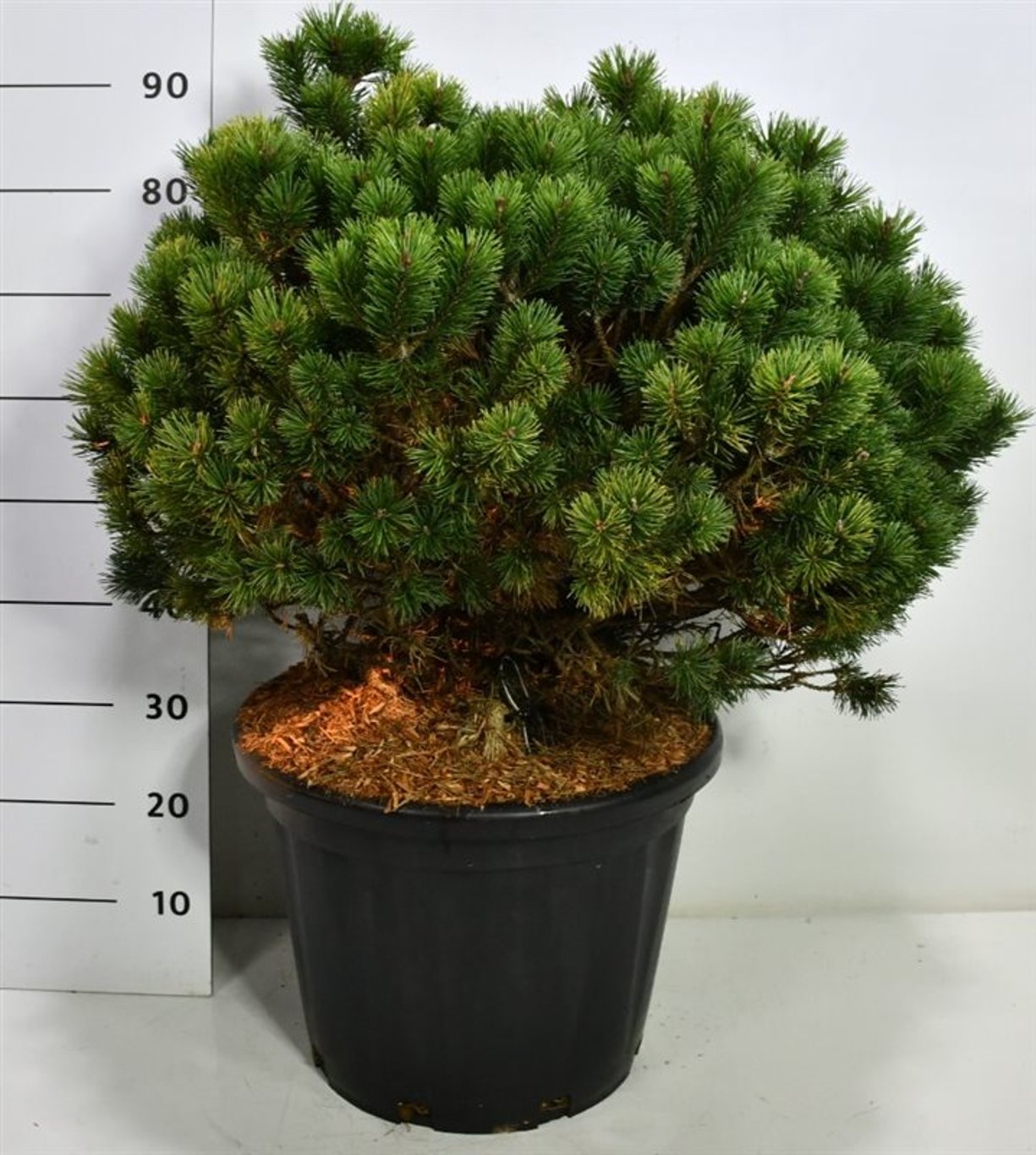 Bergtall – Pinus mugo 'Mops' - C35 60-70 cm.